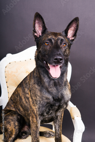 Brown dog shepherd executes a command on a dark red yellow background