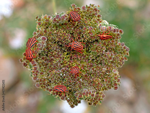 Εκτύπωση καμβά group of Red-striped bugs or minstrel bug, Graphosoma lineatum, on wild carrot p