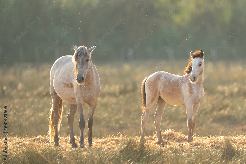 Naklejka premium Chevaux de Camargue