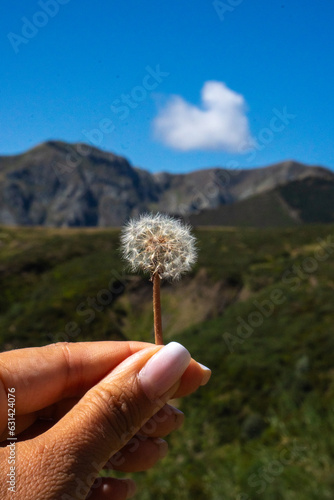 Mountain Serenity: Dandelion Flower Blooming Amidst the Alpine Landscape