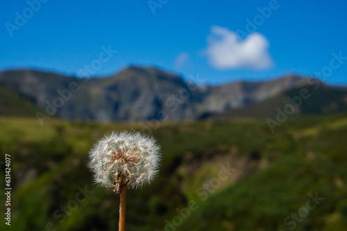 Mountain Serenity  Dandelion Flower Blooming Amidst the Alpine Landscape