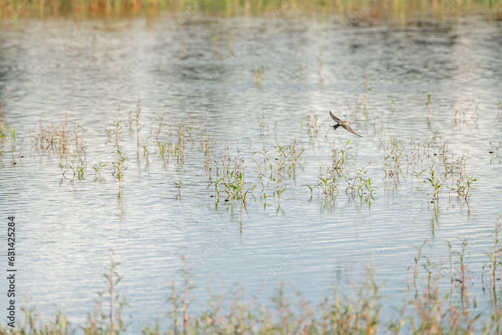 River swallows hovering above the water drinking and flying River swallows hovering above the water drinking and flying