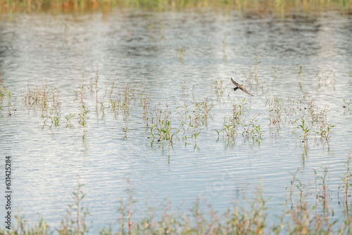 River swallows hovering above the water drinking and flying