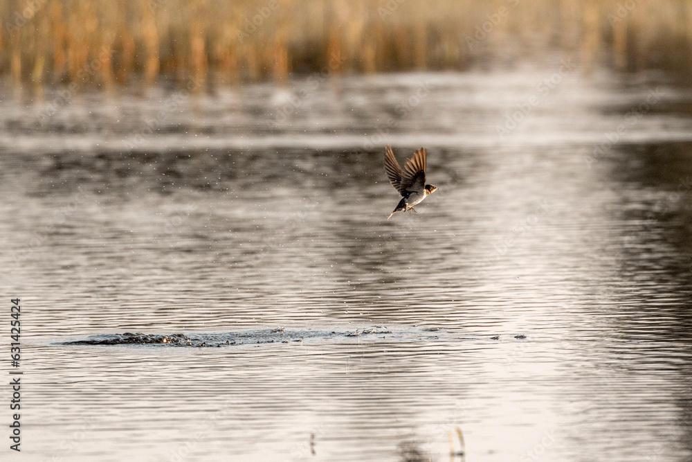River swallows hovering above the water and drinking while flying River swallows hovering above the water and drinking while flying