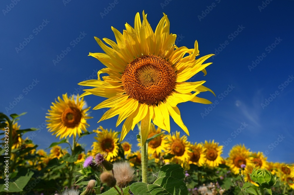 Sunflower - beautiful yellow flowers with blue sky. Nature colorful background and concept for summer. Sunflower - beautiful yellow flowers with blue sky. Nature colorful background and concept for summer.