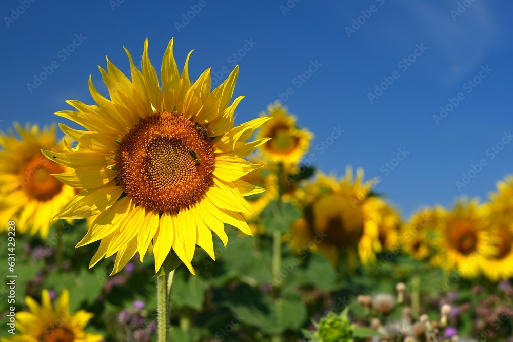 Sunflower - beautiful yellow flowers with blue sky. Nature colorful background and concept for summer. Sunflower - beautiful yellow flowers with blue sky. Nature colorful background and concept for summer.