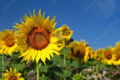 Sunflower - beautiful yellow flowers with blue sky. Nature colorful background and concept for summer.