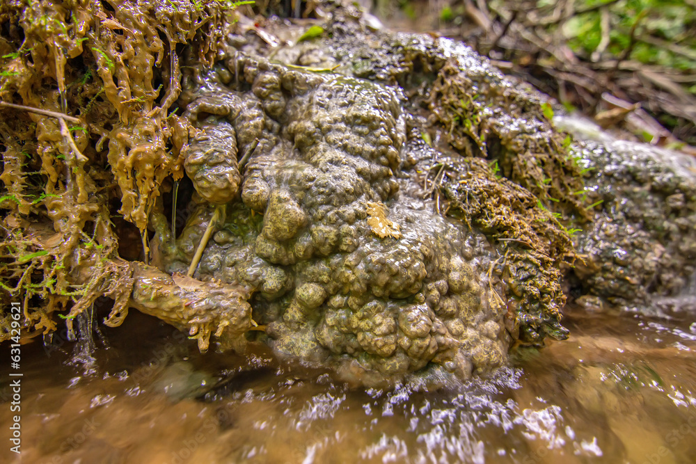 Fototapeta premium Waterfall in Eastern Serbia with tufa limestones