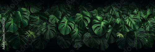 Lush green monstera leaves background, Tropical foliage in nature. Generative ai.