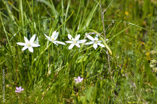 Close-p of star of bethlehem flowers with selective focus on foreground