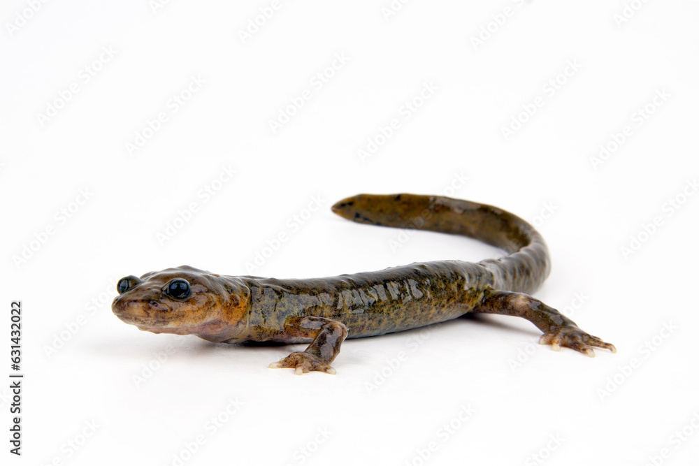 Obraz premium Wushan Salamander // Riesenwinkelzahnmolch (Liua shihi) - China / 巫山巴鲵
