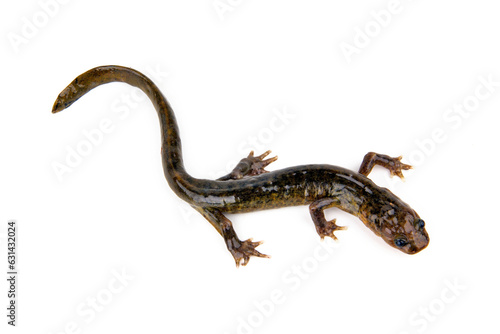 Wushan Salamander // Riesenwinkelzahnmolch (Liua shihi) - China / 巫山巴鲵