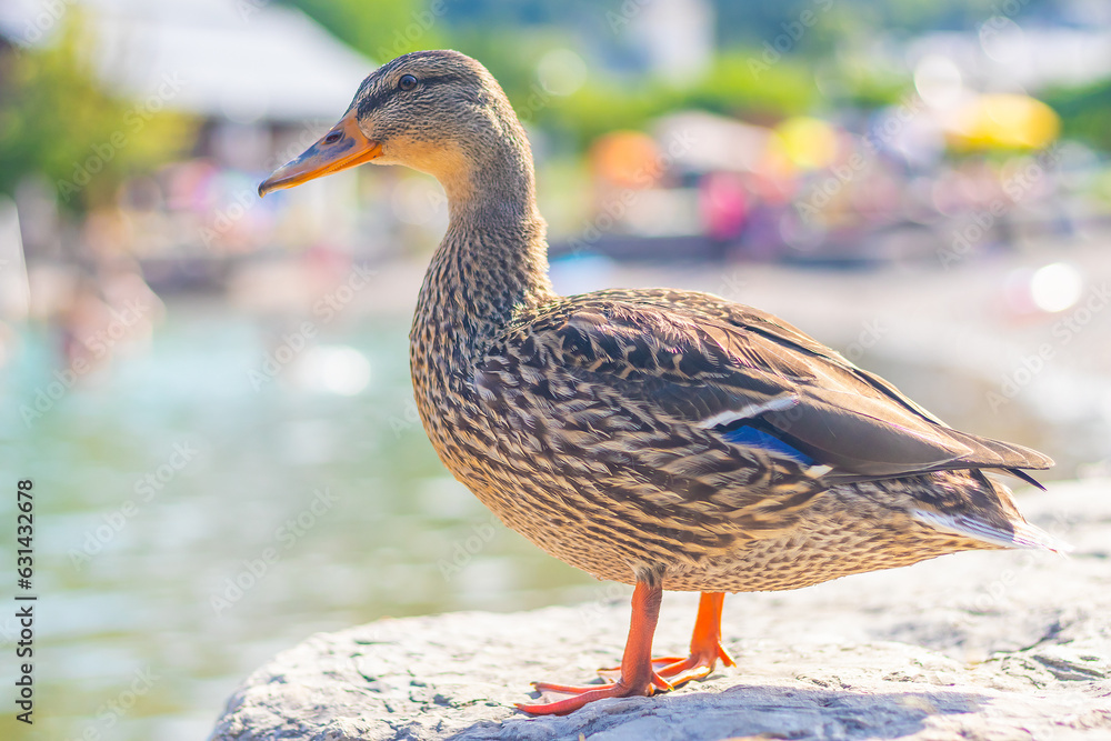 Mallard duck standing the shore by the water, beach in the background, lake Wolfgangsee, Austria Mallard duck standing the shore by the water, beach in the background, lake Wolfgangsee, Austria