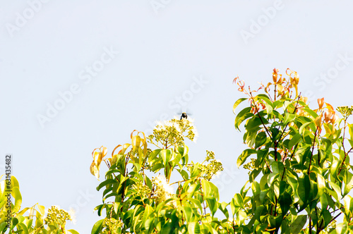 Aniseed Myrtle, Syzygium anisatum, ringwood and aniseed tree leaves and flowers, with aromatic leaves photo