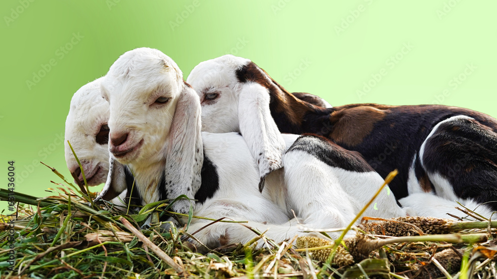 Little baby goat in the farm sleeping on straw. Baby goats sleeping on