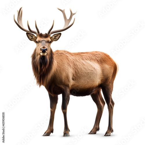 elk on isolated transparent background