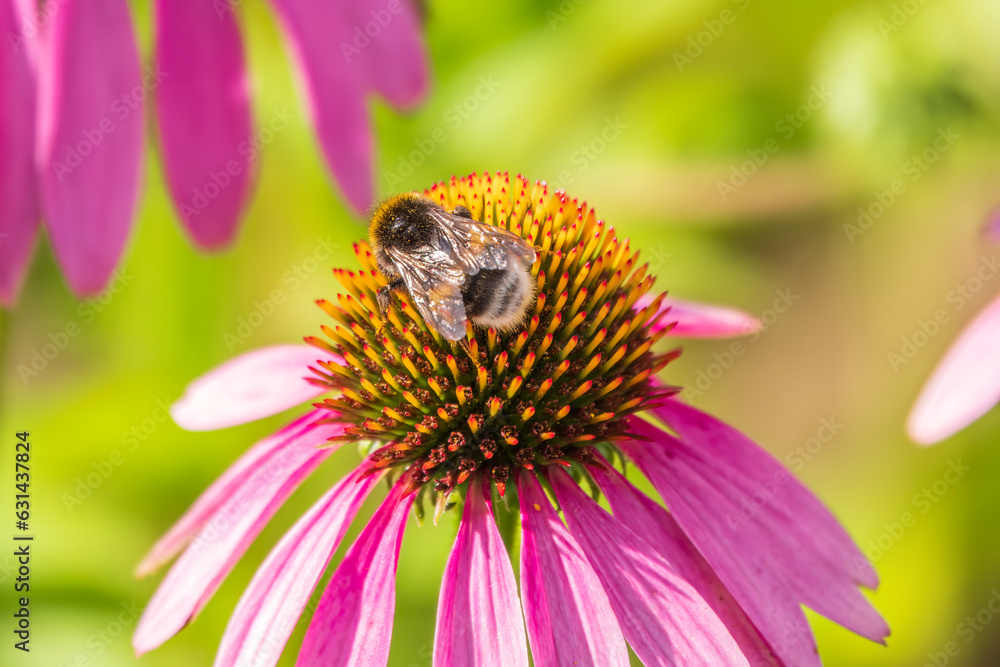 A closeup shot of a bee collecting pollen on a purple echinacea flower A closeup shot of a bee collecting pollen on a purple echinacea flower