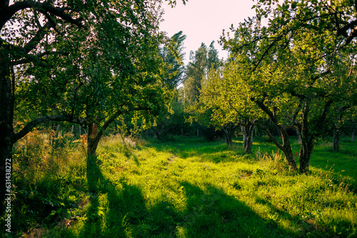 apple orchard. garden with green apple trees.