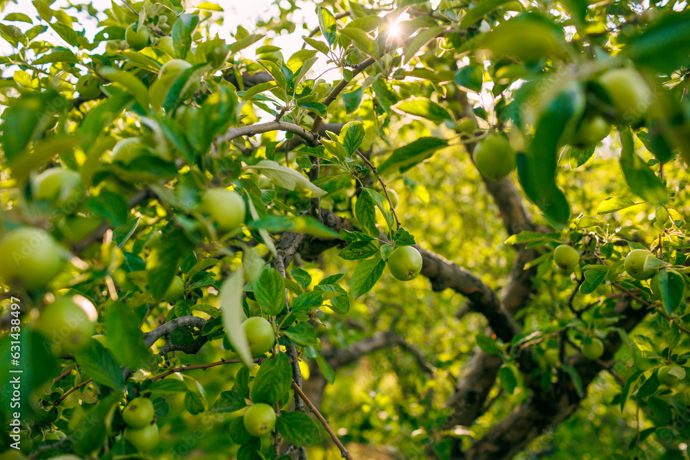 green apples on the branches of a tree in the garden. apples on the tree. orchard with apples. close-up. fruit harvest.