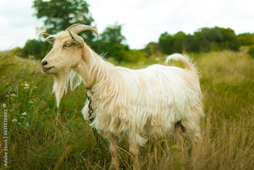 Obraz premium home farm. goats breeding. goat milk.cute goas.home goats farm.funny goat.beautiful goat. animal care.home farm.love for animals.funny animal.pet walks in nature. cattle.cattle are grazing.bio-farm.