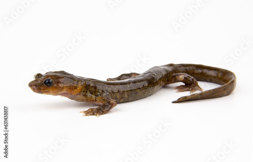 Wushan Salamander // Riesen-Winkelzahnmolch (Liua shihi) - China / 巫山巴鲵 photo