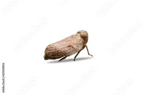 Dicut of Brown planthopper on white background. the  Nilaparvata lugens (Stal) isolate with clipping path. photo