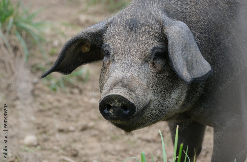 Fototapeta premium Hausschwein