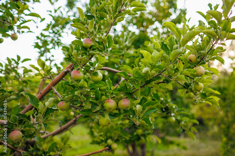 green apples on the branches of a tree in the garden. apples on the tree. orchard with apples. close-up. fruit harvest.