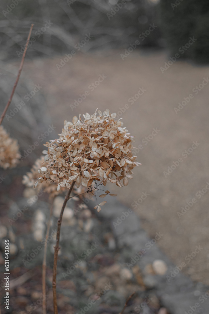Obraz premium Beautiful autumn flower in a autumn or winter scenery