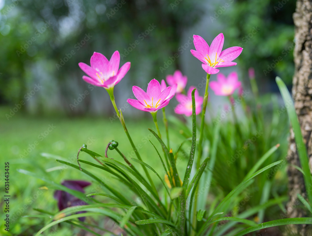 A group of blossom of pink Zephyranthes Lily, Rain Lily, Fairy Lily, solf focus. A group of blossom of pink Zephyranthes Lily, Rain Lily, Fairy Lily, solf focus.