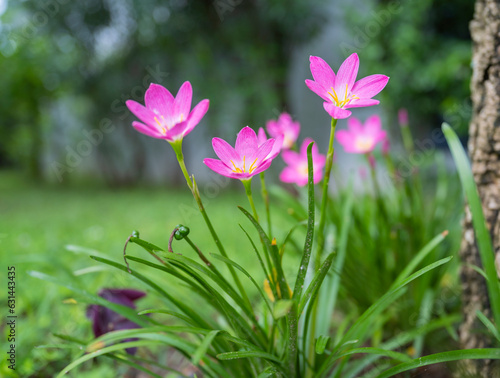 A group of blossom of pink Zephyranthes Lily, Rain Lily, Fairy Lily, solf focus.