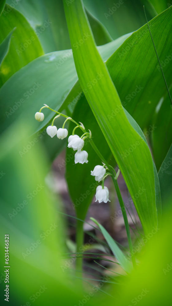 Fototapeta premium Blooming lily of the valley in the spring forest.