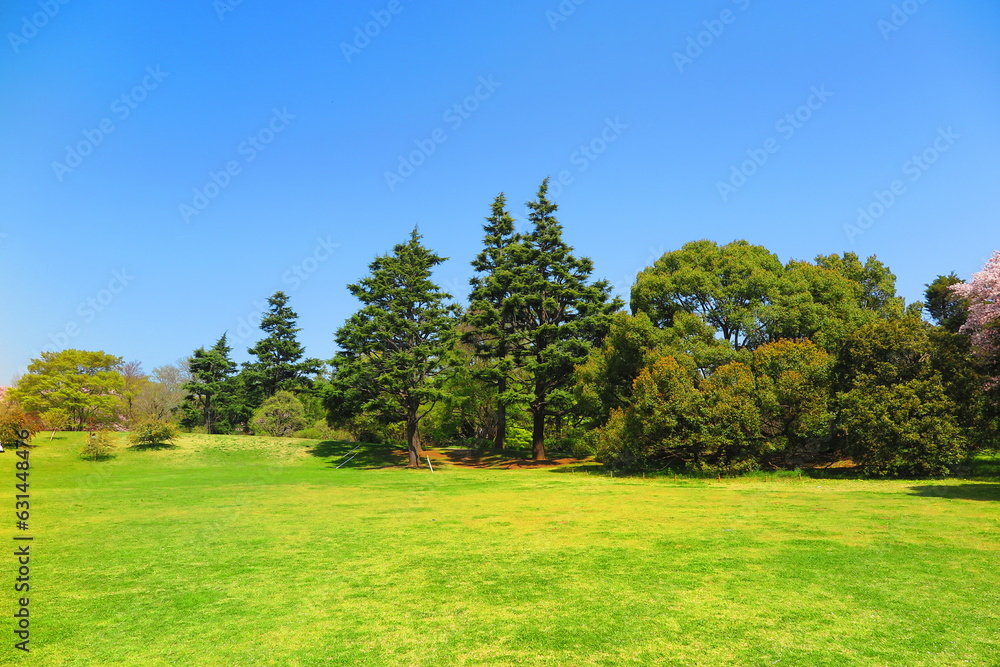 広々とした原っぱと緑生い茂る木々の風景1