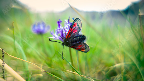 Detail shot from an butterfly called mountain burnet sitting on a purple flower photo