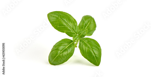 Fresh organic basil leaves, isolated on white background.