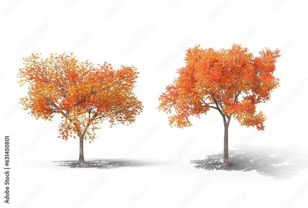 maple tree in autumn isolated on transparent