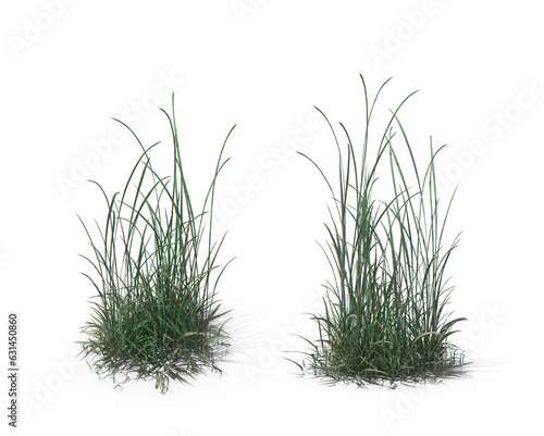 grass isolated on transparent background