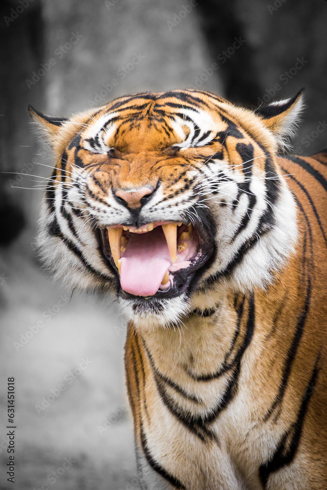 Naklejka premium Portrait eines Tigers