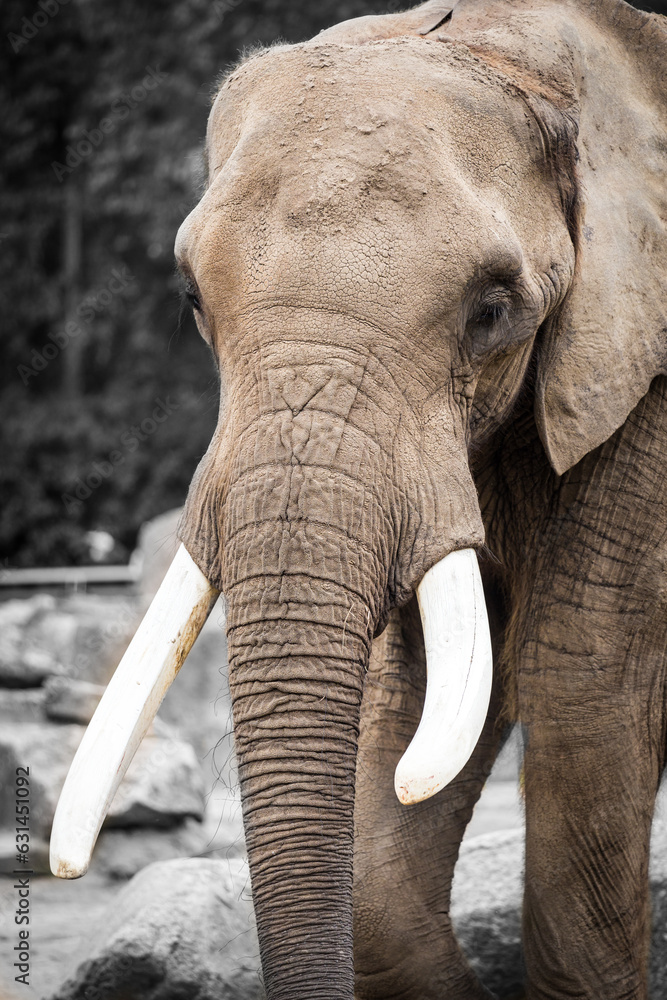 Obraz premium Elefant im Zoo