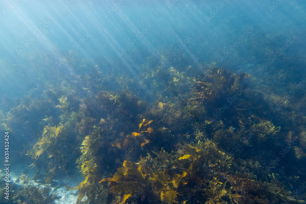 Fototapeta premium Seaweed reef under the sunlight in the ocean.