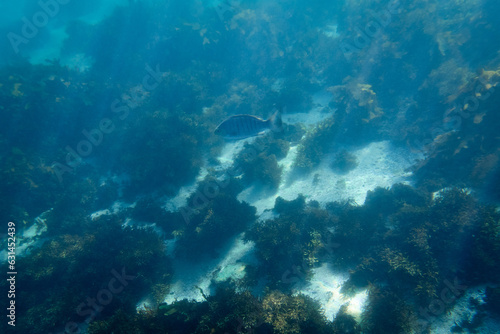 Fototapeta Naklejka Na Ścianę i Meble -  A fish swimming in the deep ocean.