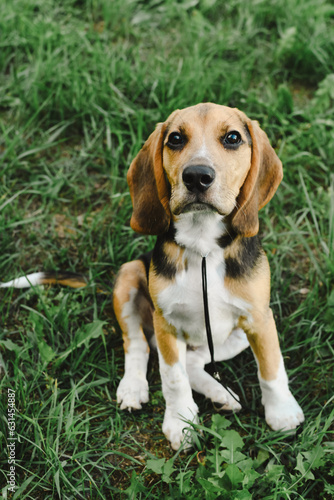 Beagle dog portrait in summer grass closeup