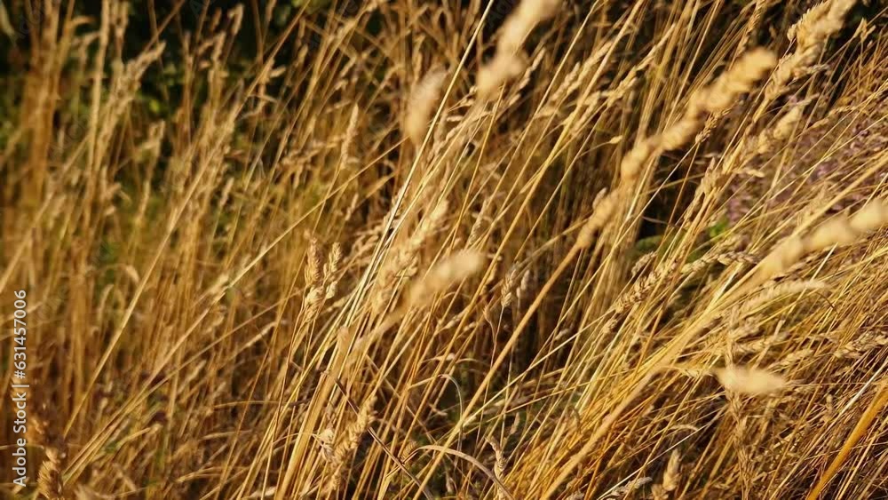 Dry wild grass with ears, close-up in selective focus Dry wild grass with ears, close-up in selective focus