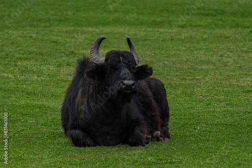 Black water buffalo lying on a green meadow.