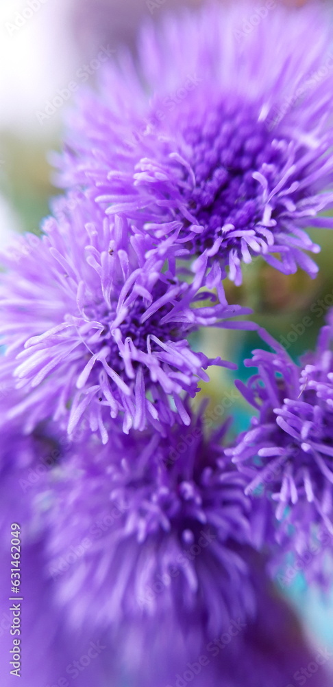 Ageratum / Floss flower. Close-up Ageratum / Floss flower. Close-up