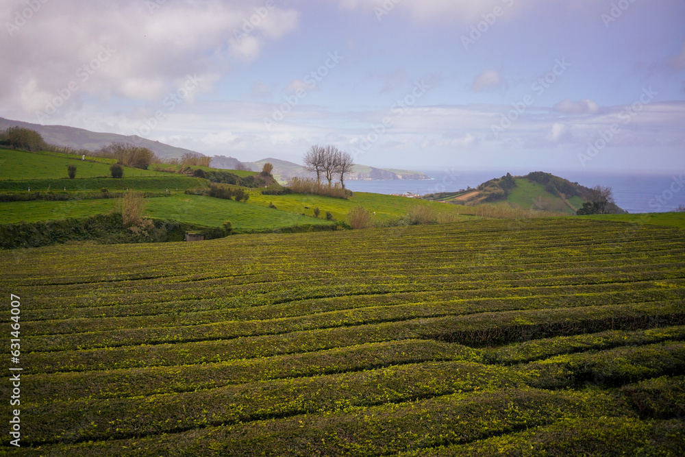 Tea plantation in Azores