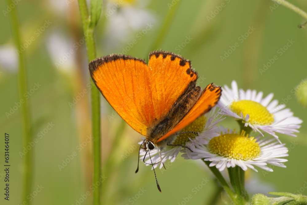 Obraz premium Motyl ,motyl na kwiecie ,barwny motyl , motyl na stokrotkach ,owad na kwiecie ,piękny motyl
