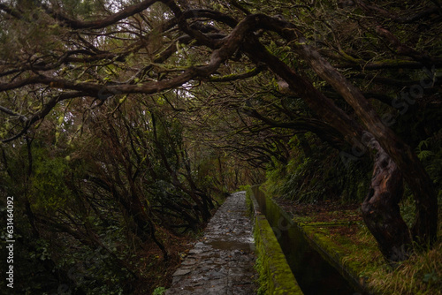 Levada in Madeira © Martyna