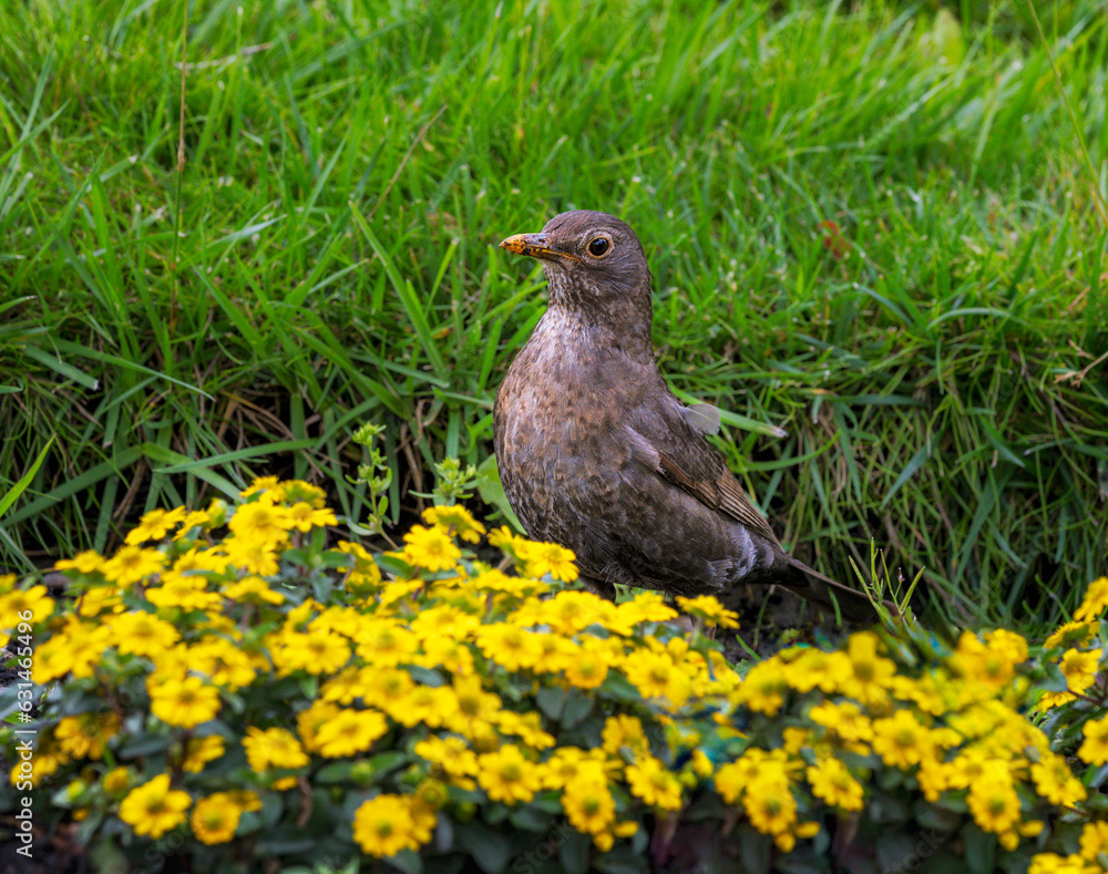 Blackbird in a yellow flowering flowerbed Blackbird in a yellow flowering flowerbed