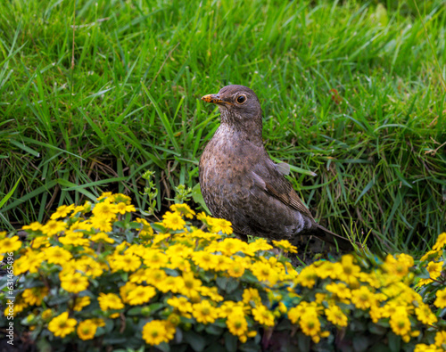 Blackbird in a yellow flowering flowerbed © manfredxy